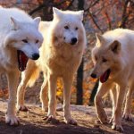 Laughing wolves