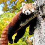 Red panda chillin
