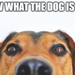 What the dog doin' though | I KNOW WHAT THE DOG IS DOING | image tagged in what the dog doin' though | made w/ Imgflip meme maker