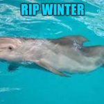 Animal Heroes | RIP WINTER; “GO BRANDON” | image tagged in winter,dolphin,dolphins,memes,meanwhile in florida,animal memes | made w/ Imgflip meme maker