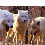 pudding | WHEN YOU REALIZE YOUR TWO SIBLINGS ATE THE LAST PUDDING CUP | image tagged in laughing wolves with white space,pudding life | made w/ Imgflip meme maker