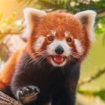 happy red panda template
