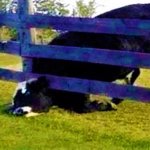 cow stuck