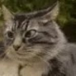 Paranoid Pussy Cat GIF Template
