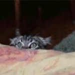 Paranoid Scaredy Pussy Cat GIF Template