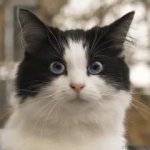 Paranoid Nervous Pussy Cat Scared GIF Template