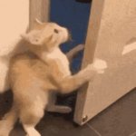Scaredy Cat Coward Afraid Pussy cat GIF Template