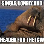 Wally | SINGLE, LONELY AND; HEADED FOR THE ICW | image tagged in sexy walrus | made w/ Imgflip meme maker
