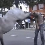 Horse Kick man in face GIF Template