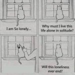 depressed cat looking at window
