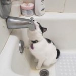 Cat drinking water in bathtub meme