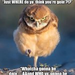 Angry Owl - Mad Mama meme | Mom voice  🗣🗯:
“Just WHERE do ya’ think you’re goin’?!?”; “Whatcha gonna be doin’—AAand WHO ya’ gonna be doin’ it wit’, chile of mine!?!” | image tagged in burrowing owl | made w/ Imgflip meme maker