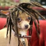 Dred loc dog