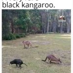 Black kangaroo