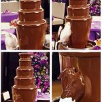 Bird in Chocolate Fountain