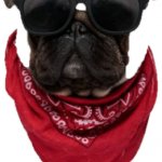 Pug with Sunglasses & Bandana