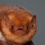 Disbelieving red bat