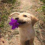 puppy with flower meme