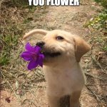 puppyyyyyy | PUPPY BRINGS YOU FLOWER; ACCEPT? | image tagged in puppy with flower | made w/ Imgflip meme maker
