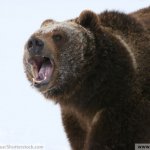 Brown Bear