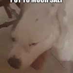 dog | WHEN YOU PUT TO MUCH SALT; YOUR MOM | image tagged in dog | made w/ Imgflip meme maker