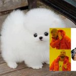 Fluffy dogs | image tagged in fluffy dogs | made w/ Imgflip meme maker