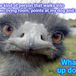 Yup | I'm the kind of person that walks into my own living room, points at my dog and says, What up dog! | image tagged in emu head brah whats up,cute dogs,he just points at people,memes,true story,funny animals | made w/ Imgflip meme maker