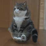 Cat in bowl GIF Template