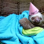 Sloth party