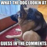 What the dog doin | WHAT THE DOG LOOKIN AT; GUESS IN THE COMMENTS | image tagged in what the dog doin | made w/ Imgflip meme maker