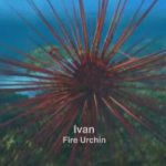 Ivan the Fire Urchin