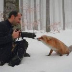 Photographer Meets Fox