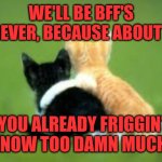 Bff's | WE'LL BE BFF'S FOREVER, BECAUSE ABOUT ME, YOU ALREADY FRIGGIN' KNOW TOO DAMN MUCH! | image tagged in bff forever,cats,homies,amigos,keep your enemies closer,not butt buddies | made w/ Imgflip meme maker
