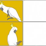 drake cockatoo template