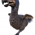 Ark dodo