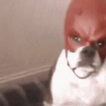 Dog with devil mask meme