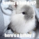 have a bunny if you're having a bad day! | having a bad day? here's a bunny :) | image tagged in bunny | made w/ Imgflip meme maker