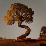 Spiritual Moab Tree template