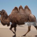 3 humped camel template