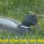 I may look alive but I am dead inside duck and hawk