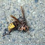 dead wasp