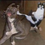 Cat kicking dog template