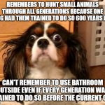 Charlotte | REMEMBERS TO HUNT SMALL ANIMALS THROUGH ALL GENERATIONS BECAUSE ONE KING HAD THEM TRAINED TO DO SO 600 YEARS AGO; CAN'T REMEMBER TO USE BATHROOM OUTSIDE EVEN IF EVERY GENERATION WAS TRAINED TO DO SO BEFORE THE CURRENT ONE | image tagged in charlotte | made w/ Imgflip meme maker