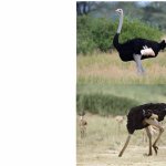 ostrich head in sand