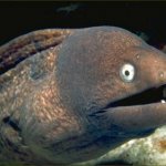 peixe