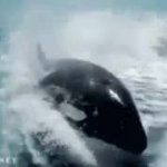 whales GIF Template