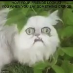A little meme i made with a template I made | HOW YOUR FRIENDS LOOK AT YOU WHEN YOU SAY SOMETHING CRINGE | image tagged in wilbert what | made w/ Imgflip meme maker