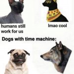 Cats vs. dogs time machine
