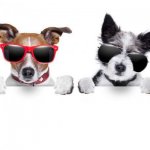 Cool Dogs