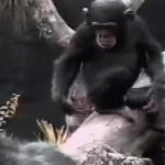 Chimp Ape butt Smell faint funny humor GIF Template